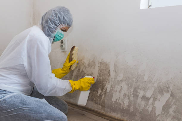 Mold Testing and Removal in Sicklerville, NJ