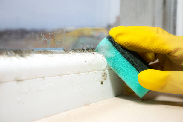 Best Certified Mold Removal  in Sicklerville, NJ