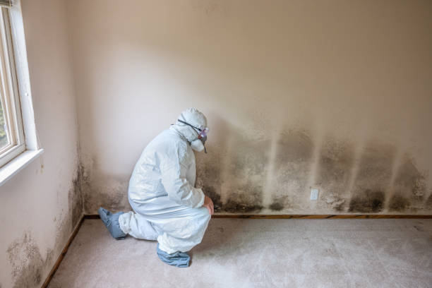 Best Mold Damage Repair  in Sicklerville, NJ