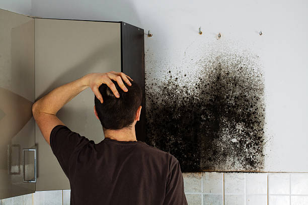 Best Local Mold Removal Service  in Sicklerville, NJ